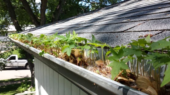 clogged gutters